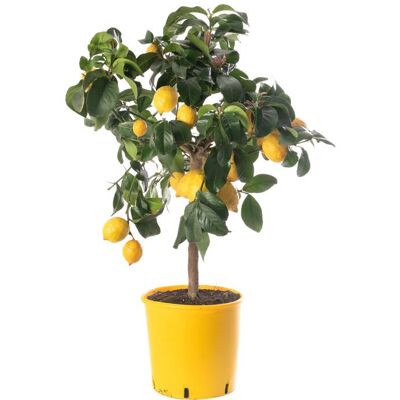 GARDENERSDREAM Grand arbre dagrumes au citron Faites pousser vos propres fruits à la maison à lintérieur ou dans le jardin extérieur. Publicité GARDENERSDREAM Grand arbre dagrumes au citron Faites pousser vos propres fruits à la maison à lintérieur ou dans le jardin extérieur. Publicité