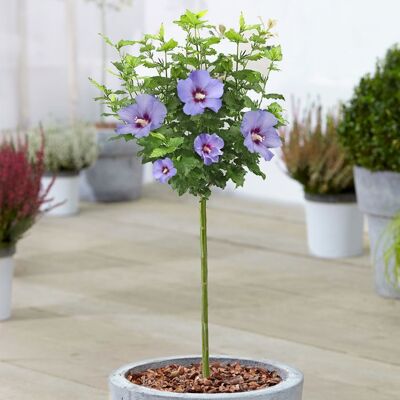 GARDENERSDREAM Hibiscus Marina - Rose de Sharon Arbre caduc en pot pour jardins et patios. Publicité GARDENERSDREAM Hibiscus Marina - Rose de Sharon Arbre caduc en pot pour jardins et patios. Publicité