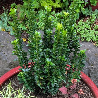 GARDENERSDREAM Euonymus Green Spire - Fusain du Japon Arbuste persistant en pot à vendre. Publicité GARDENERSDREAM Euonymus Green Spire - Fusain du Japon Arbuste persistant en pot à vendre. Publicité