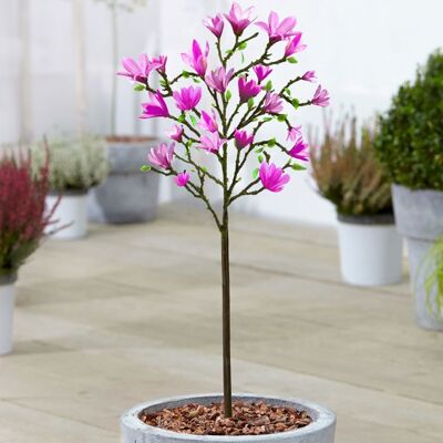 GARDENERSDREAM Magnolia Susan Arbuste ornemental en pot pour petits jardins et bordures 60-90 cm - Publicité GARDENERSDREAM Magnolia Susan Arbuste ornemental en pot pour petits jardins et bordures 60-90 cm - Publicité
