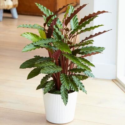 GARDENERSDREAM Belle Plante dIntérieur Calathea Elger Grass Purificatrice dAir en Pot de 30 à 40 cm - Publicité GARDENERSDREAM Belle Plante dIntérieur Calathea Elger Grass Purificatrice dAir en Pot de 30 à 40 cm - Publicité
