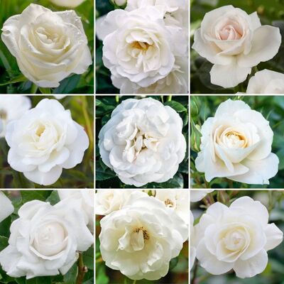 GARDENERSDREAM Élégant Rosier Blanc en pot Rosiers de jardin haut de gamme avec fleurs colorées en été - Publicité GARDENERSDREAM Élégant Rosier Blanc en pot Rosiers de jardin haut de gamme avec fleurs colorées en été - Publicité