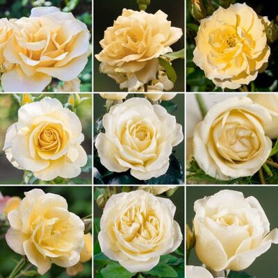 GARDENERSDREAM Beau Rosier Crème en pot Rosiers de jardin haut de gamme avec fleurs colorées en été - Publicité GARDENERSDREAM Beau Rosier Crème en pot Rosiers de jardin haut de gamme avec fleurs colorées en été - Publicité