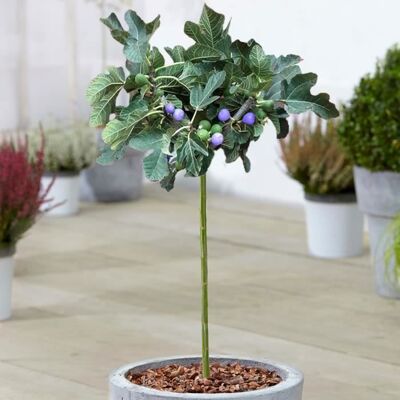 GARDENERSDREAM Ficus Brown Turkey Figuier en pot à feuilles caduques pour petits jardins et bordures - Publicité GARDENERSDREAM Ficus Brown Turkey Figuier en pot à feuilles caduques pour petits jardins et bordures - Publicité