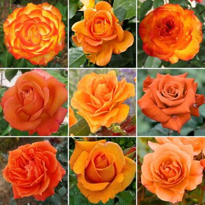 GARDENERSDREAM Superbe Rosier Orange en pot Rosiers de jardin haut de gamme avec fleurs colorées en été - Publicité GARDENERSDREAM Superbe Rosier Orange en pot Rosiers de jardin haut de gamme avec fleurs colorées en été - Publicité