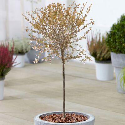 GARDENERSDREAM Cerisier à fleurs nain du Japon Arbres dornement nains Fuji en pot pour petits jardins - Publicité GARDENERSDREAM Cerisier à fleurs nain du Japon Arbres dornement nains Fuji en pot pour petits jardins - Publicité