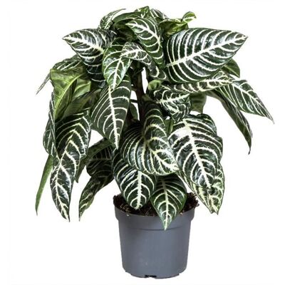 GARDENERSDREAM Aphelandra squarrosa Plante Zèbre pour la Maison ou le Bureau (25-35 cm avec pot) - Publicité GARDENERSDREAM Aphelandra squarrosa Plante Zèbre pour la Maison ou le Bureau (25-35 cm avec pot) - Publicité