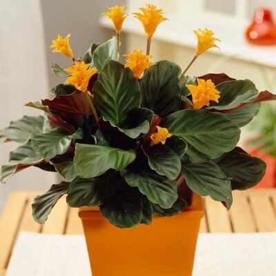 GARDENERSDREAM Plante dIntérieur Calathea Crocata – Sublime Calathéa Safrané en pot de 14 cm - Publicité GARDENERSDREAM Plante dIntérieur Calathea Crocata – Sublime Calathéa Safrané en pot de 14 cm - Publicité