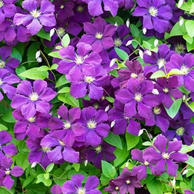 GARDENERSDREAM Clématite Polish Spirit Plante grimpante à feuilles caduques et à fleurs violettes - Publicité GARDENERSDREAM Clématite Polish Spirit Plante grimpante à feuilles caduques et à fleurs violettes - Publicité