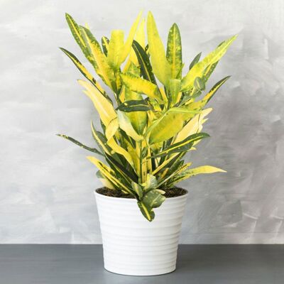 GARDENERSDREAM Croton Sunny Star - Codiaeum - Plante verte panachée jaune Pot 12cm - Publicité GARDENERSDREAM Croton Sunny Star - Codiaeum - Plante verte panachée jaune Pot 12cm - Publicité