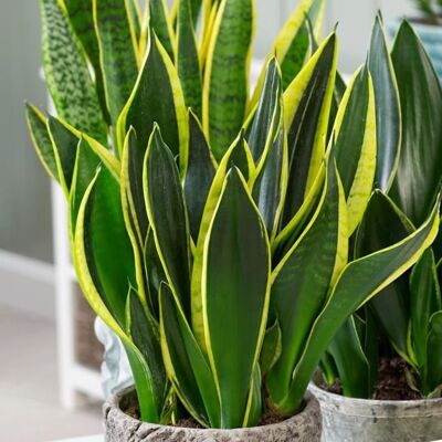 GARDENERSDREAM Sansevieria Golden Flame - Langue de Belle-mère Plante dintérieur en pot de 30 à 40 cm Pot inclus - Publicité GARDENERSDREAM Sansevieria Golden Flame - Langue de Belle-mère Plante dintérieur en pot de 30 à 40 cm Pot inclus - Publicité