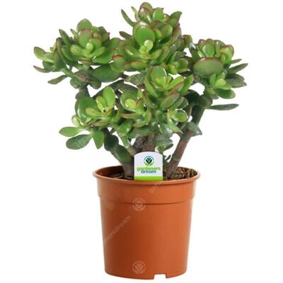 GARDENERSDREAM Arbre de Jade - Crassula Ovata - 1 Plante dintérieur Ornementale pour Maison ou Bureau - Publicité GARDENERSDREAM Arbre de Jade - Crassula Ovata - 1 Plante dintérieur Ornementale pour Maison ou Bureau - Publicité