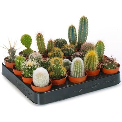 GARDENERSDREAM LOT DE 10 CACTUS MIXTES EN POT DE 5.5 CM - Publicité GARDENERSDREAM LOT DE 10 CACTUS MIXTES EN POT DE 5.5 CM - Publicité
