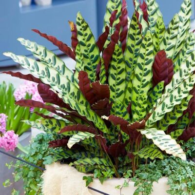 Gardeners Dream Calathea Insignis - plante - Publicité Gardeners Dream Calathea Insignis - plante - Publicité