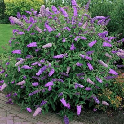 Buddleia davidii Black Knight - Arbuste papillon - Caducifoli - Pot 9 cm - Arbuste - Publicité Buddleia davidii Black Knight - Arbuste papillon - Caducifoli - Pot 9 cm - Arbuste - Publicité