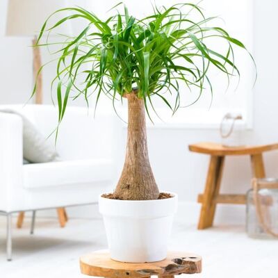 GARDENERSDREAM Beaucarnea Recurvata 40-50 cm en Pot Pied d’éléphant Plante dintérieur Cadeau - Publicité GARDENERSDREAM Beaucarnea Recurvata 40-50 cm en Pot Pied d’éléphant Plante dintérieur Cadeau - Publicité