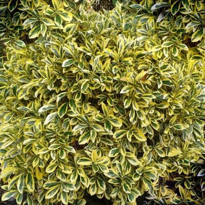 GARDENERSDREAM Euonymus japonicus Ovatus Aureus - Arbuste persistant japonais à feuilles dorées Pot de 9 cm - Publicité GARDENERSDREAM Euonymus japonicus Ovatus Aureus - Arbuste persistant japonais à feuilles dorées Pot de 9 cm - Publicité