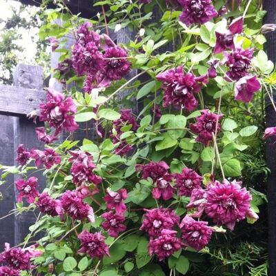 GARDENERSDREAM Clématite Purpurea Plena Elegans Plante de jardin grimpante rustique en pot de 9 cm - Publicité GARDENERSDREAM Clématite Purpurea Plena Elegans Plante de jardin grimpante rustique en pot de 9 cm - Publicité
