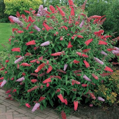 GARDENERSDREAM 1 BUDDLEIA DE DAVID ROYAL RED ARBUSTE À FEUILLES CADUQUES PLANTE DE JARDIN RUSTIQUE EN POT - Publicité GARDENERSDREAM 1 BUDDLEIA DE DAVID ROYAL RED ARBUSTE À FEUILLES CADUQUES PLANTE DE JARDIN RUSTIQUE EN POT - Publicité