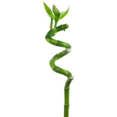 Gardeners Dream - Lucky Bamboo 40cm Spiral - 40 cm - Publicité Gardeners Dream - Lucky Bamboo 40cm Spiral - 40 cm - Publicité