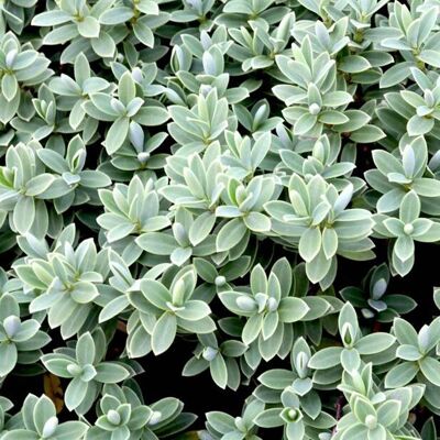 GARDENERSDREAM Hebe Pagei - Véronique arbustive Arbuste persistant en pot à vendre - Publicité GARDENERSDREAM Hebe Pagei - Véronique arbustive Arbuste persistant en pot à vendre - Publicité
