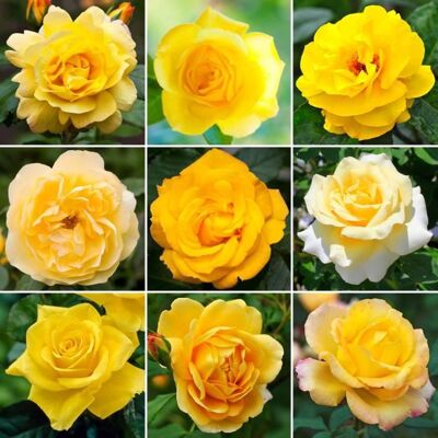 GARDENERSDREAM Sublime Rosier Jaune en pot Rosiers de jardin haut de gamme avec fleurs colorées en été - Publicité GARDENERSDREAM Sublime Rosier Jaune en pot Rosiers de jardin haut de gamme avec fleurs colorées en été - Publicité
