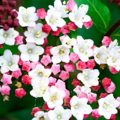 GARDENERSDREAM Viburnum tinus Laurustinus arbuste à baies à fleurs persistantes idéal pour les jardins en pot et en extérieur. Publicité GARDENERSDREAM Viburnum tinus Laurustinus arbuste à baies à fleurs persistantes idéal pour les jardins en pot et en extérieur. Publicité