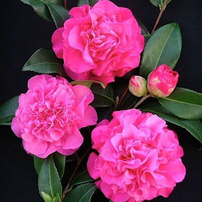 GARDENERSDREAM 1 X CAMELLIA WILLIAMSII DEBBIE ARBUSTE BUISSONNANT À FEUILLES PERSISTANTES PLANTE RUSTIQUE EN POT - Publicité GARDENERSDREAM 1 X CAMELLIA WILLIAMSII DEBBIE ARBUSTE BUISSONNANT À FEUILLES PERSISTANTES PLANTE RUSTIQUE EN POT - Publicité
