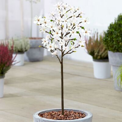 GARDENERSDREAM Magnolia étoilé Magnolia Stellata Arbuste ornemental en pot pour petits jardins 60-90 cm - Publicité GARDENERSDREAM Magnolia étoilé Magnolia Stellata Arbuste ornemental en pot pour petits jardins 60-90 cm - Publicité
