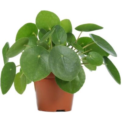 Gardeners Dream Pilea Peperomioides - Argent Chinois - Plante d'intérieur - Publicité Gardeners Dream Pilea Peperomioides - Argent Chinois - Plante d'intérieur - Publicité