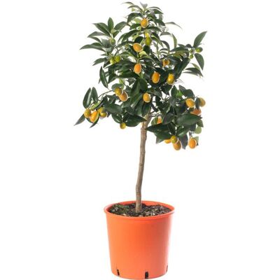 GARDENERSDREAM Grand arbre de kumquat citronné cultivez vos propres fruits à la maison en intérieur ou en extérieur. Jardin. Publicité GARDENERSDREAM Grand arbre de kumquat citronné cultivez vos propres fruits à la maison en intérieur ou en extérieur. Jardin. Publicité