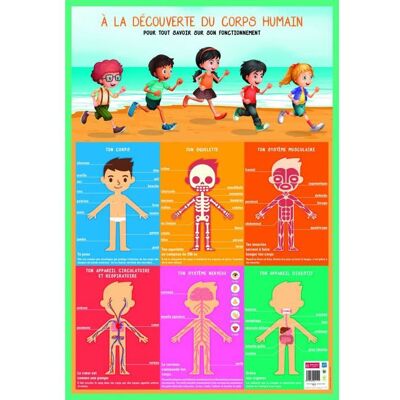 AC-DÉCO Poster pédagogique - Corps humain - 52 x 76 cm - Multicolore - Effaçable à sec - Enfant - Publicité AC-DÉCO Poster pédagogique - Corps humain - 52 x 76 cm - Multicolore - Effaçable à sec - Enfant - Publicité
