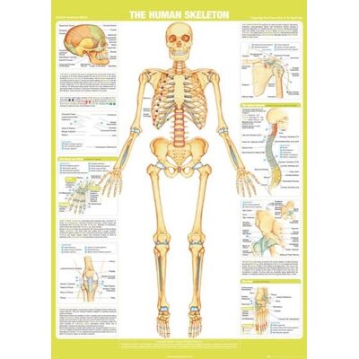 GB EYE Squelette - Skeleton - Médecine - 61x91 5cm - Affiche / Poster - Publicité GB EYE Squelette - Skeleton - Médecine - 61x91 5cm - Affiche / Poster - Publicité