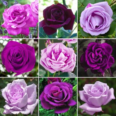 GARDENERSDREAM Magnifique Rosier Violet/Lilas en pot Rosiers de jardin haut de gamme avec fleurs colorées en été - Publicité GARDENERSDREAM Magnifique Rosier Violet/Lilas en pot Rosiers de jardin haut de gamme avec fleurs colorées en été - Publicité