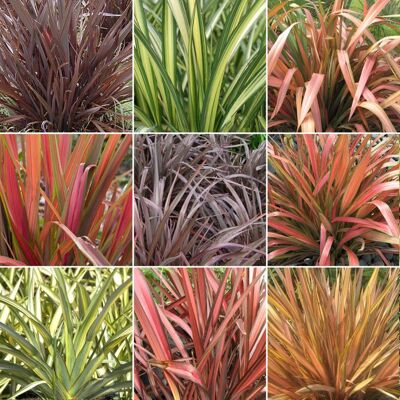 GARDENERSDREAM Mélange de 3 plants de Phormium - Plantes certifiées de haute qualité en pot - Publicité GARDENERSDREAM Mélange de 3 plants de Phormium - Plantes certifiées de haute qualité en pot - Publicité