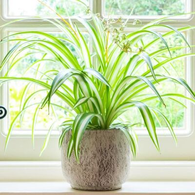 GARDENERSDREAM Chlorophytum Variegatum - Plante Araignée Superbe Plante dIntérieur de 20 à 30 cm Pot inclus - Publicité GARDENERSDREAM Chlorophytum Variegatum - Plante Araignée Superbe Plante dIntérieur de 20 à 30 cm Pot inclus - Publicité