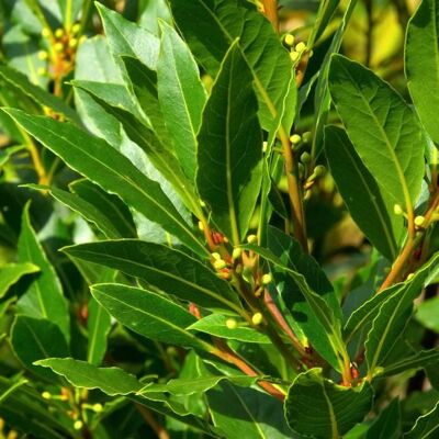 Laurier du Portugal Angustifolia - Prunus lusitanica Angustifolia 40cm en pot - Publicité Laurier du Portugal Angustifolia - Prunus lusitanica Angustifolia 40cm en pot - Publicité