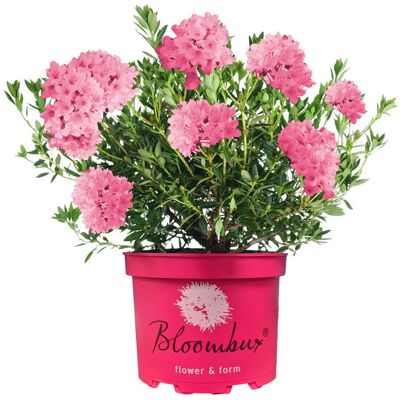 GARDENERSDREAM Rhododendron Bloombux Magenta arbuste de jardin persistant à fleurs résistantes pour lextérieur. Publicité GARDENERSDREAM Rhododendron Bloombux Magenta arbuste de jardin persistant à fleurs résistantes pour lextérieur. Publicité