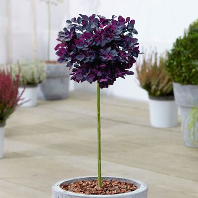 GARDENERSDREAM Arbre de terrasse Cotinus Royal Violet 3L - Hauteur 60-90 cm - Publicité GARDENERSDREAM Arbre de terrasse Cotinus Royal Violet 3L - Hauteur 60-90 cm - Publicité