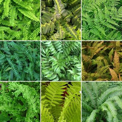 Gardeners Dream - Fern Plant Mix Collection - En Pot - Publicité Gardeners Dream - Fern Plant Mix Collection - En Pot - Publicité