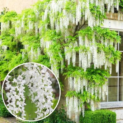 GARDENERSDREAM Wisteria Alba Glycine du Japon blanche Arbuste grimpant à feuilles caduques et fleurs blanches - Publicité GARDENERSDREAM Wisteria Alba Glycine du Japon blanche Arbuste grimpant à feuilles caduques et fleurs blanches - Publicité