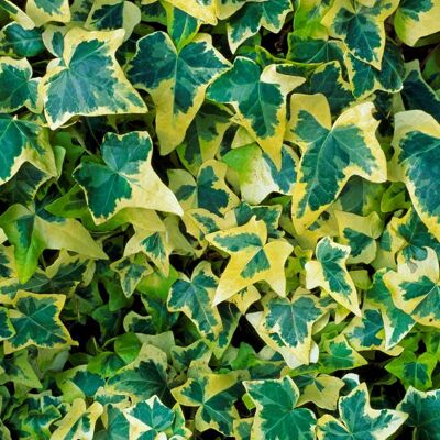 GARDENERSDREAM Lierre Hedera Goldchild Arbuste à feuilles persistantes grimpant Jardin dété 15-30 cm (pot inclus) - Publicité GARDENERSDREAM Lierre Hedera Goldchild Arbuste à feuilles persistantes grimpant Jardin dété 15-30 cm (pot inclus) - Publicité