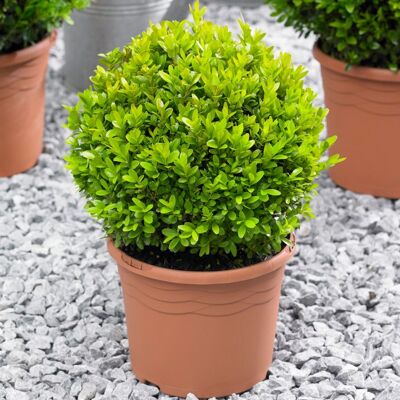 GARDENERSDREAM Boule de buis de 20cm de diamètre buis commun topiaire de jardin en buis véritable arbuste persistant. Publicité GARDENERSDREAM Boule de buis de 20cm de diamètre buis commun topiaire de jardin en buis véritable arbuste persistant. Publicité