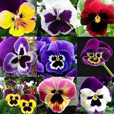 MSD SANTE ANIMALE 200 Pièces Mélanger Les Graines De Fleurs De Pensée Annual Perenial Viola Tricolor Fleurs Jardinage Graine Pour Planter En Plein A - Publicité MSD SANTE ANIMALE 200 Pièces Mélanger Les Graines De Fleurs De Pensée Annual Perenial Viola Tricolor Fleurs Jardinage Graine Pour Planter En Plein A - Publicité