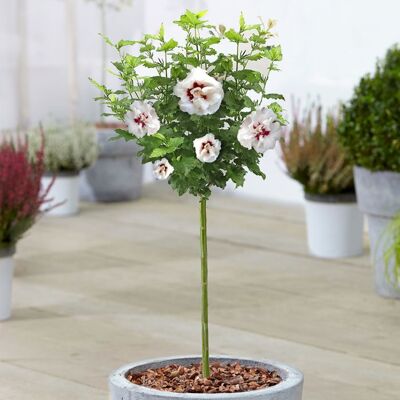 GARDENERSDREAM Hibiscus Speciosus - Rose de Sharon Arbre caduc en pot pour jardins et patios. Publicité GARDENERSDREAM Hibiscus Speciosus - Rose de Sharon Arbre caduc en pot pour jardins et patios. Publicité