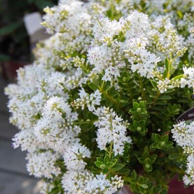 GARDENERSDREAM Hebe buxifolia un arbuste de jardin persistant résistant et à fleurs en pot de 9 cm. Publicité GARDENERSDREAM Hebe buxifolia un arbuste de jardin persistant résistant et à fleurs en pot de 9 cm. Publicité