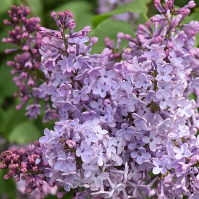 Lilas laciniata - Syringa laciniata 40/60 cm Pot 3L - Publicité Lilas laciniata - Syringa laciniata 40/60 cm Pot 3L - Publicité