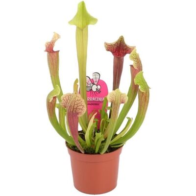GARDENERSDREAM Sarracenia Smoorii sarracénie à trompette pour la maison ou le bureau (20-30cm avec pot) - Publicité GARDENERSDREAM Sarracenia Smoorii sarracénie à trompette pour la maison ou le bureau (20-30cm avec pot) - Publicité