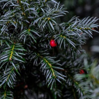FLEUR If commun Repandens - Taxus baccata Repandens 25/35cm Pot 2 5L - Publicité FLEUR If commun Repandens - Taxus baccata Repandens 25/35cm Pot 2 5L - Publicité