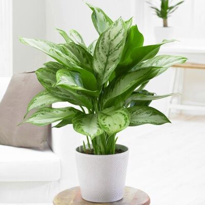 GARDENERSDREAM 1 Aglaonema Maria Christina Plante d’intérieur Plante chinoise à feuilles persistantes (25-35 cm en pot) - Publicité GARDENERSDREAM 1 Aglaonema Maria Christina Plante d’intérieur Plante chinoise à feuilles persistantes (25-35 cm en pot) - Publicité